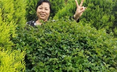 伽罗ちゃんが腿法娴熟を